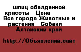 шпиц обалденной красоты › Цена ­ 22 000 - Все города Животные и растения » Собаки   . Алтайский край